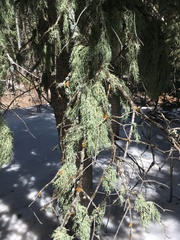 Usnea occidentalis