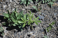 Pediomelum tenuiflorum