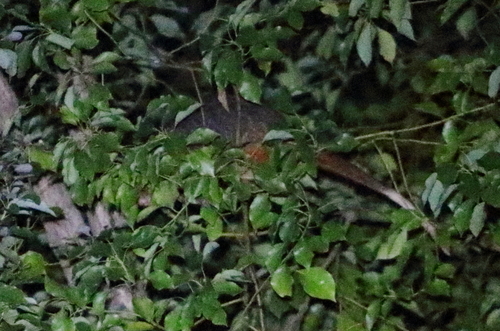 Pseudocheirus peregrinus