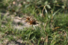 Cyperus brevis