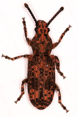Xylinada maculipes