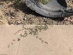 Euphorbia albomarginata