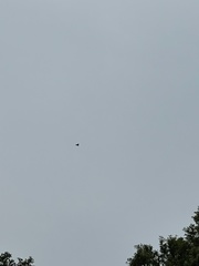 Ictinia mississippiensis