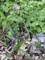 Thamnophis sirtalis