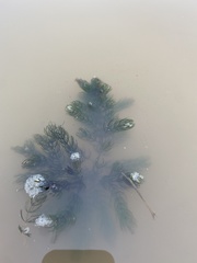 Ceratophyllum demersum