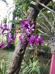 Orchidaceae