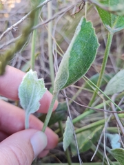 Centella triloba