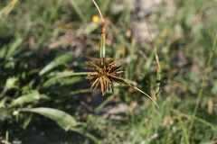 Cyperus brevis
