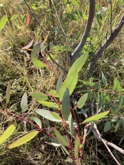 Eucalyptus