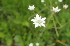 Alepidea peduncularis