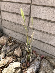 Hordeum murinum