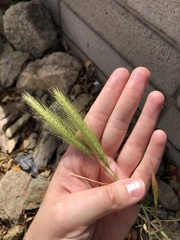 Hordeum murinum