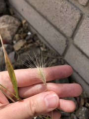 Hordeum murinum