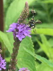 Physocephala marginata