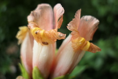 Costus guanaiensis tarmicus