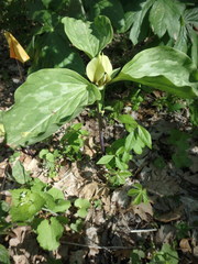 Trillium recurvatum