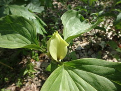 Trillium recurvatum