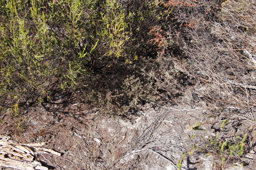 Image of Erica turgida by (c) Tony Rebelo, some rights reserved (CC BY-SA)
