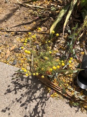 Oncosiphon pilulifer