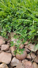 Trifolium dubium