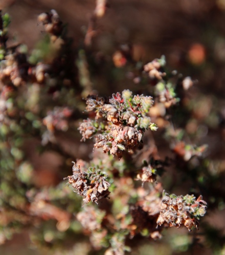 Image of Erica turgida by (c) Tony Rebelo, some rights reserved (CC BY-SA)