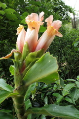Costus guanaiensis tarmicus