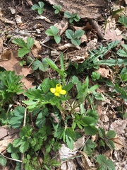 Ranunculus inamoenus