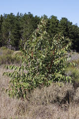 Eucalyptus botryoides