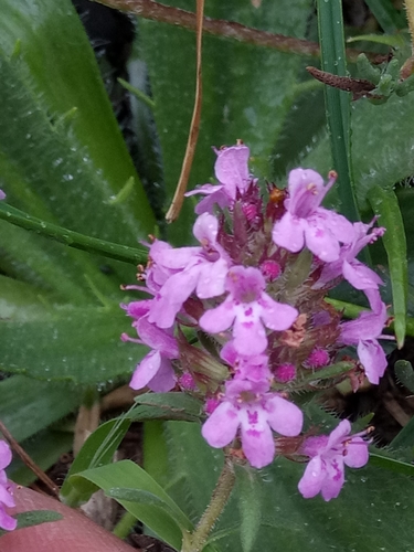 Image of Thymus willdenowii by (c) Karim Haddad, some rights reserved (CC BY)