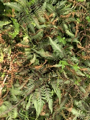 Athyrium niponicum