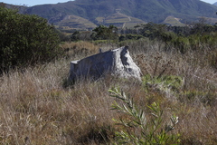 Eucalyptus botryoides