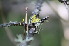 Vulpicida canadensis
