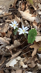 Sanguinaria canadensis