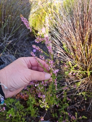 Erica intervallaris