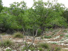 Quercus havardii