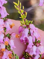 Erica intervallaris