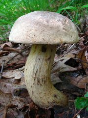 Retiboletus griseus