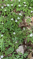 Anemonoides quinquefolia