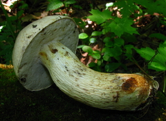 Retiboletus griseus