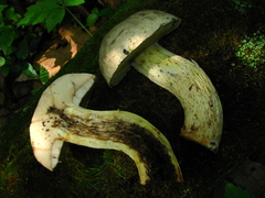 Retiboletus griseus