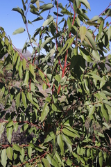 Eucalyptus botryoides