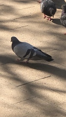 Columba livia domestica