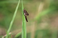 Chioides