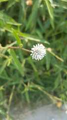 Melanthera angustifolia