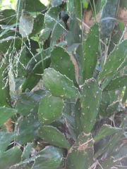 Brasiliopuntia brasiliensis