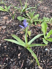 Hyacinthus orientalis