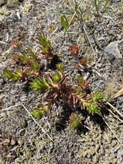 Sedum stenopetalum