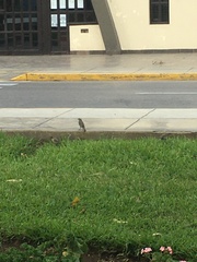 Saltator striatipectus