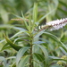 Veronica salicifolia - Photo (c) charlotte7, osa oikeuksista pidätetään (CC BY-NC)