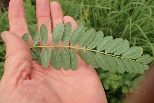 Image of Calpurnia sericea by no rights reserved